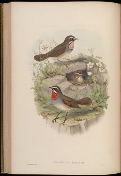 Calliope camtschatkensis = Luscinia calliope camtschatkensis von John Gould